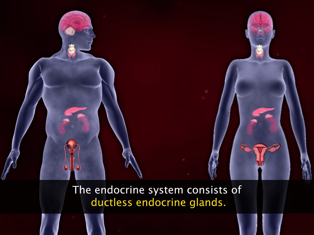 More About Endocrine System